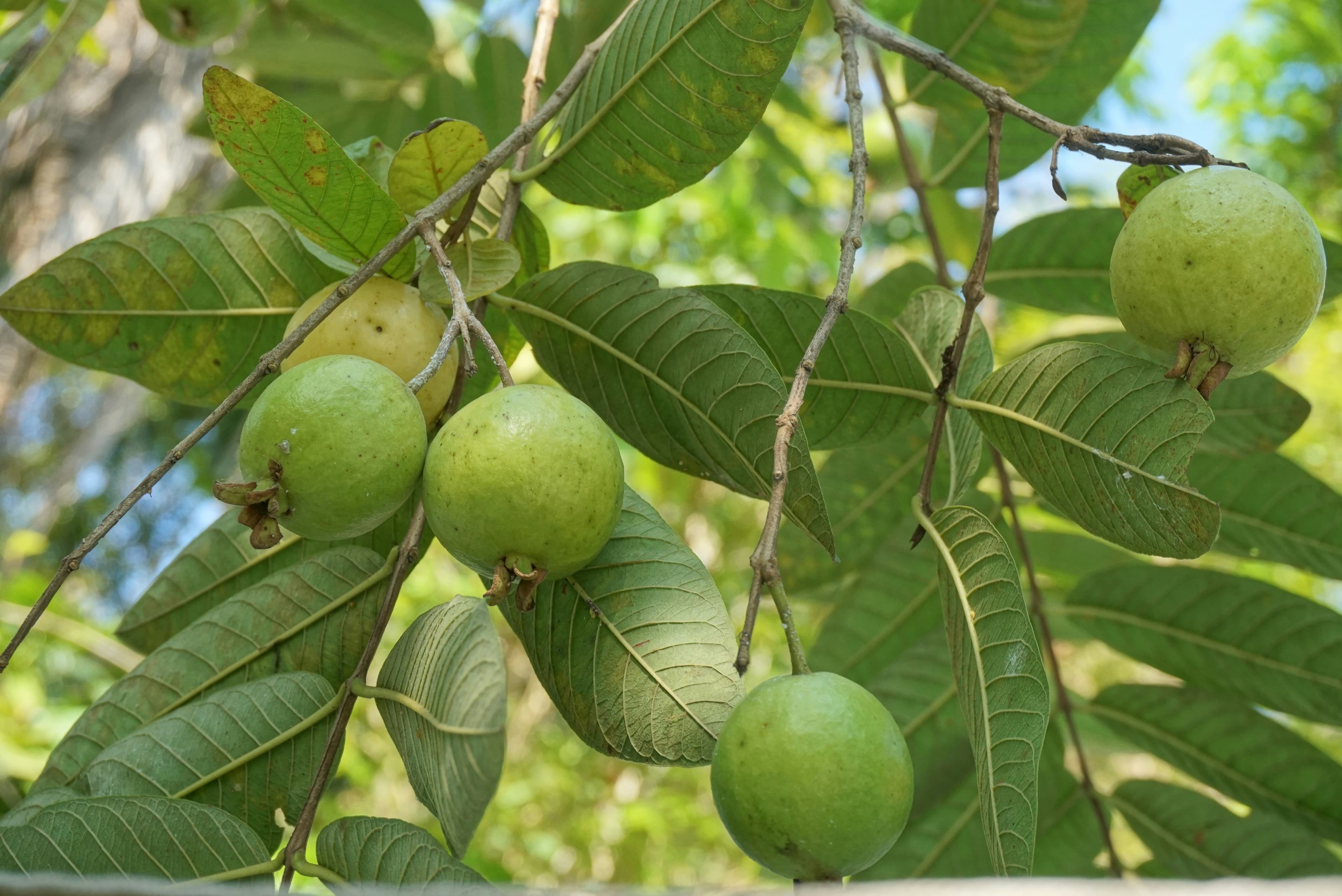 Image of Greening India Mission