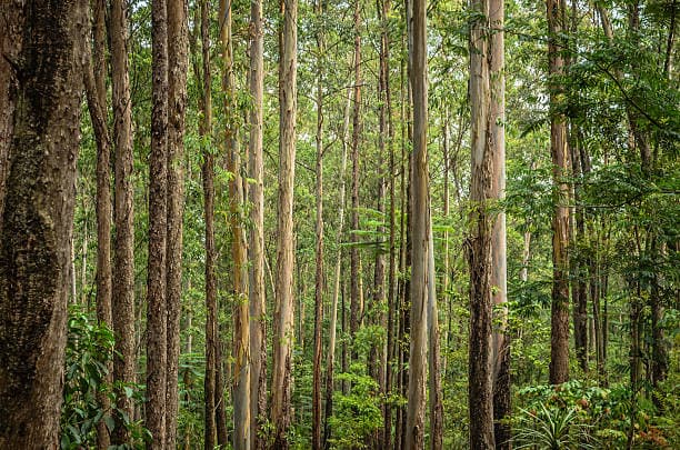 Image of Reviving Congo’s Natural Heritage