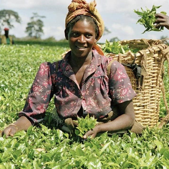 Image of Innovative Agriculture for Nigeria’s Future