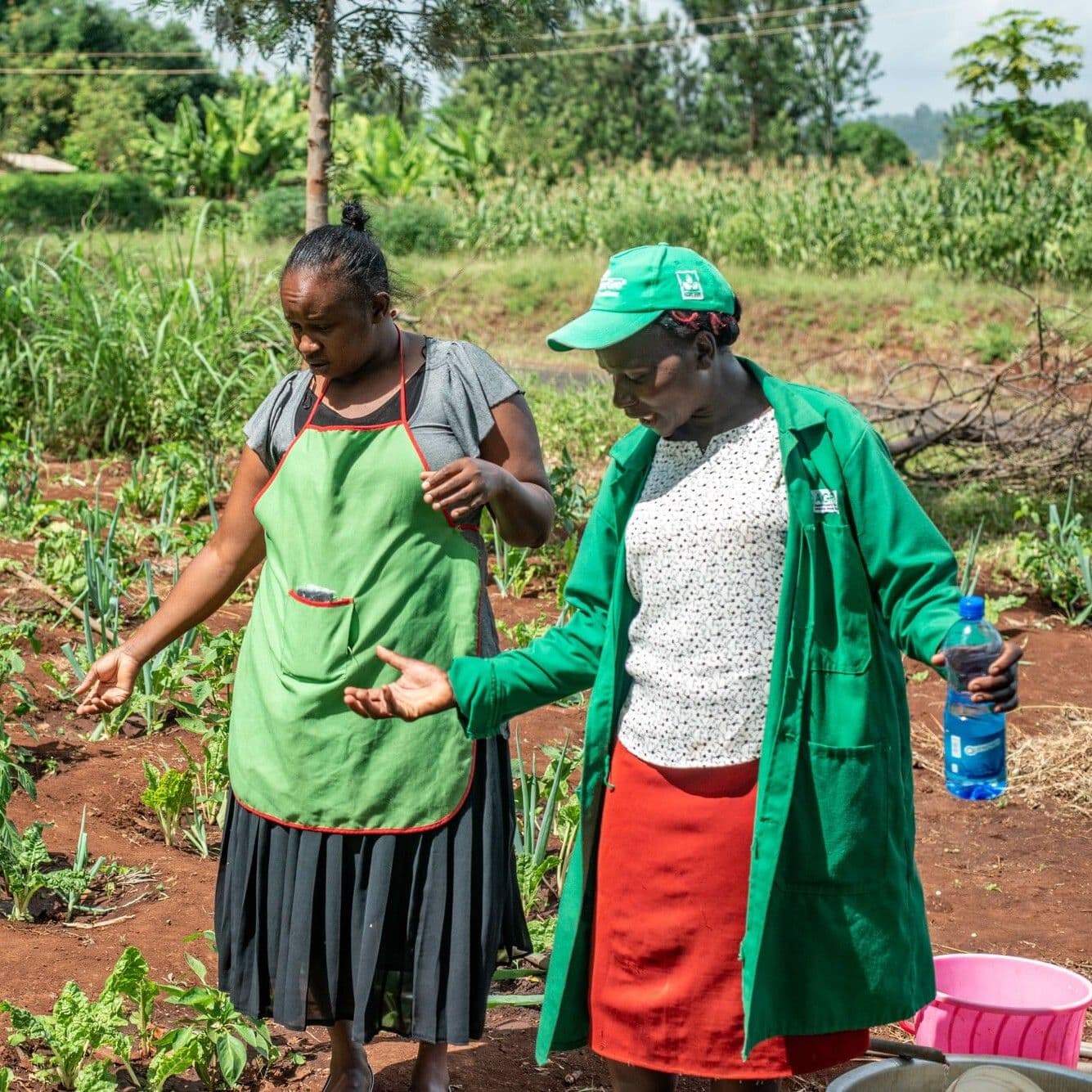 Image of Kenya Climate Smart Agriculture Program